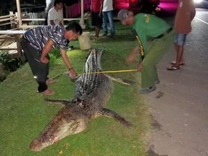 Warga Muna Tangkap Buaya 3,8 Meter di Sungai, Ditemukan Lemas Usai Berkelahi