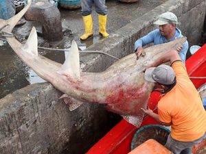 Potret Nelayan Buru Hiu Pari di Aceh