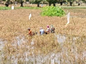 129 Ton Padi di Jambi Gagal Panen Akibat Banjir dan Perubahan Iklim