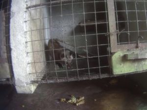 Kondisi Miris Musang di Balik Industri Pariwisata Kopi Luwak Bali Kondisi Miris Musang di Balik Industri Pariwisata Kopi Luwak Bali