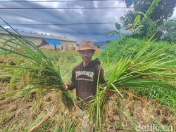 Curhat Petani Bandung Susah Dapat Pupuk Saat Harga Beras Tinggi