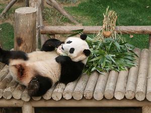 Potret Panda Fu Bao yang Kembali ke Tanah Leluhurnya Potret Panda Fu Bao yang Kembali ke Tanah Leluhurnya