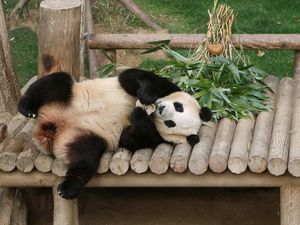Universitas di China Ini Buka Kelas Khusus Belajar Panda Raksasa Universitas di China Ini Buka Kelas Khusus Belajar Panda Raksasa