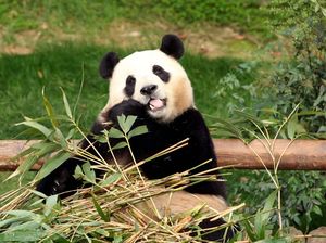 Panda Fu Bao yang Kini Kembali ke Tanah Leluhurnya di Tiongkok Panda Fu Bao yang Kini Kembali ke Tanah Leluhurnya di Tiongkok