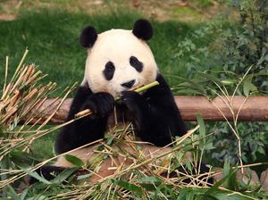 China Kirim Sepasang Panda ke Amerika Serikat untuk Pengembangbiakan China Kirim Sepasang Panda ke Amerika Serikat untuk Pengembangbiakan