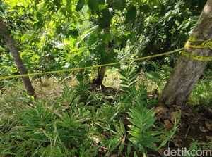 Cerita Kala Bau Mayat Indriana yang Disembunyikan Devara Cs