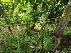 Cerita Kala Bau Mayat Indriana yang Disembunyikan Devara Cs