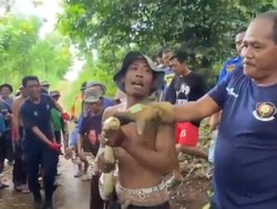 Penangkapan Dramatis Ular Piton Penghuni Pohon Jati di Gunungkidul