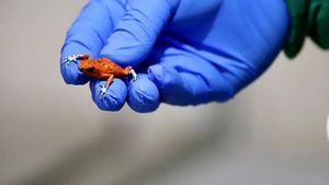 Penampakan Katak Mungil Beracun yang Diamankan Polisi Kolombia