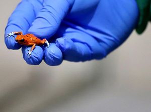 Penampakan Katak Mungil Beracun yang Diamankan Polisi Kolombia