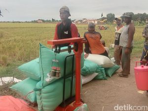 Semringah Petani Indramayu Nikmati Harga Gabah Tinggi