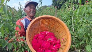 Petani Mawar di Jombang Panen Cuan Jelang Ramadan