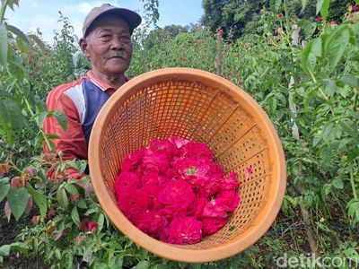 Petani Mawar di Jombang Panen Cuan Jelang Ramadan