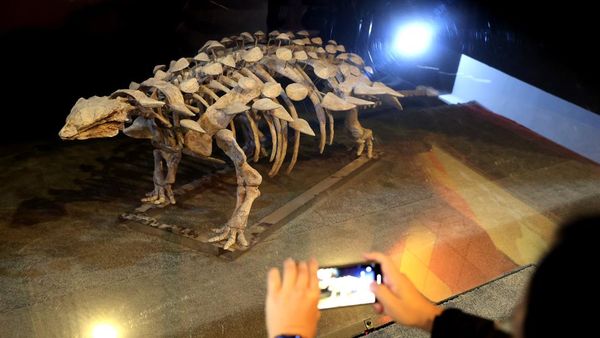 Potret Spesies Baru Dinosaurus Berlapis Baja yang Ditemukan di China