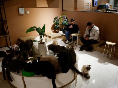 Sensasi Ngopi Ditemani Kucing-kucing Gemas di Irak
