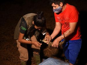 Aksi Pecinta Hewan Selamatkan Satwa Liar dari Banjir Bolivia Aksi Pecinta Hewan Selamatkan Satwa Liar dari Banjir Bolivia