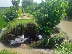 Longsor-Tanggul Sungai Jebol di Klaten, 68 Hektare Padi Terendam