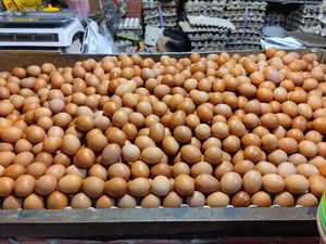 Harap Sabar, Harga Telur Selama Bulan Puasa Diramal Tetap di Atas Rp 30.000/Kg Harap Sabar, Harga Telur Selama Bulan Puasa Diramal Tetap di Atas Rp 30.000/Kg