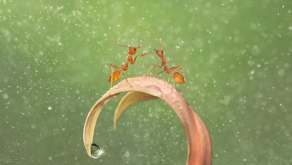 Karya Memukau Jawara Kontes Foto Makro