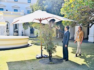 Jokowi Interaksi dengan Koala di Sela Makan Siang KTT ASEAN-Australia Jokowi Interaksi dengan Koala di Sela Makan Siang KTT ASEAN-Australia