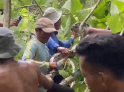 Momen Evakuasi Ular Piton 4 Meter, Bikin Damkar Sampai Tebang Pohon Jati