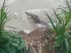Buaya Muncul di Sungai Salubattang Palopo, Warga Pancing Pakai Ayam