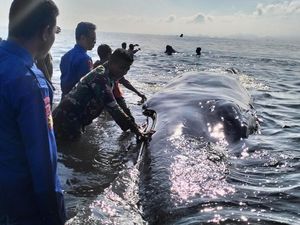 Paus Sepanjang 15 Meter Terdampar di Lombok Timur