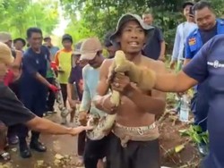 Cerita Sulitnya Evakuasi Piton di Saptosari hingga Harus Tebang Pohon