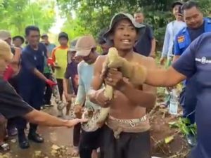 Cerita Sulitnya Evakuasi Piton di Saptosari hingga Harus Tebang Pohon Cerita Sulitnya Evakuasi Piton di Saptosari hingga Harus Tebang Pohon