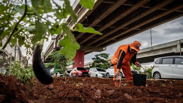 Potret Kolong Tol Disulap Jadi Lahan Pangan