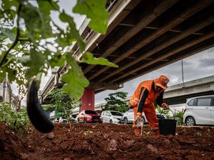 Potret Kolong Tol Disulap Jadi Lahan Pangan