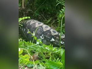 Penampakan Ular Piton Mangsa Sapi di Polman, Langsung Ditebas Warga