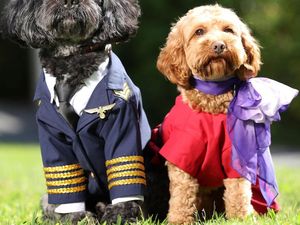 Dunia Hari Ini: Maskapai Australia Virgin Air Izinkan Anjing-Kucing Naik Pesawat