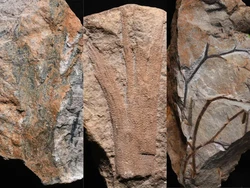 Hutan Tertua Ditemukan, Usianya 390 Juta Tahun