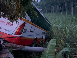 Bus Harapan Jaya Nyungsep ke Sawah Usai Tabrak Mobil di Kediri