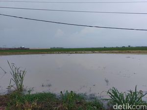 943 Hektare Sawah di Cirebon Terendam Banjir, Terancam Gagal Panen 943 Hektare Sawah di Cirebon Terendam Banjir, Terancam Gagal Panen