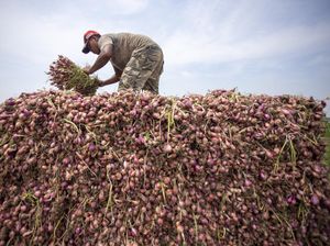 Harga Bawang Merah Tiba-tiba Meroket Usai Lebaran, Begini Faktanya Harga Bawang Merah Tiba-tiba Meroket Usai Lebaran, Begini Faktanya