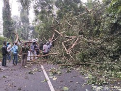 Sejoli Asal Cirebon Terluka Tertimpa Pohon Raksasa di Kuningan
