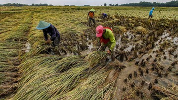 Bapanas Proyeksi Produksi Beras Januari-Maret Capai 8,6 Juta Ton