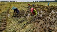 20 Hektare Lahan Pertanian di Bojonegoro Terdampak Banjir