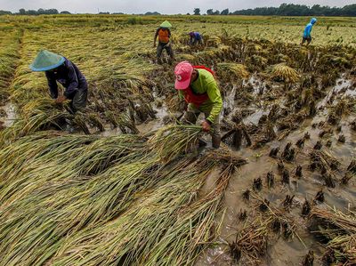 20 Hektare Lahan Pertanian di Bojonegoro Terdampak Banjir