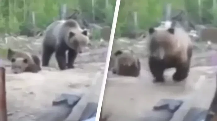 Detik-detik Sebelum 3 Pria Tewas Diserang Beruang purwana.net di Rusia Terekam Kamera