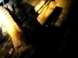 Seekor Harimau Terekam Warga Kelilingi Bangunan Sarang Walet di Siak