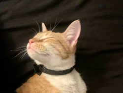 Kata Studi, Kucing Juga Sedih Saat Hewan Peliharaan Lainnya Mati