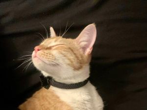 Kata Studi, Kucing Juga Sedih Saat Hewan Peliharaan Lainnya Mati Kata Studi, Kucing Juga Sedih Saat Hewan Peliharaan Lainnya Mati