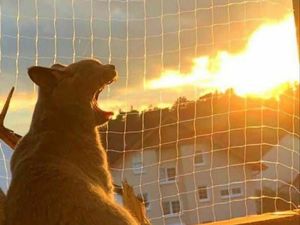 Tingkah Konyol Kucing yang Bikin Good Mood Tingkah Konyol Kucing yang Bikin Good Mood