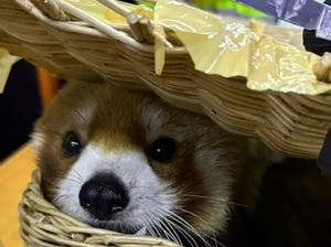 Ngawur! Turis India Selundupkan Kebun Binatang di Koper