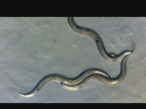 Cacing di Chernobyl Kembangkan Kekuatan Super