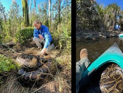 Hiii! Ular Piton 200 Kg Ditangkap Penjaga Taman Saat Ritual Kawin
