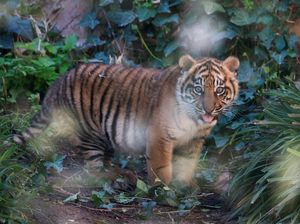 Usaha untuk Menangkap Harimau Sumatera yang Serang 3 Warga Lampung Usaha untuk Menangkap Harimau Sumatera yang Serang 3 Warga Lampung
